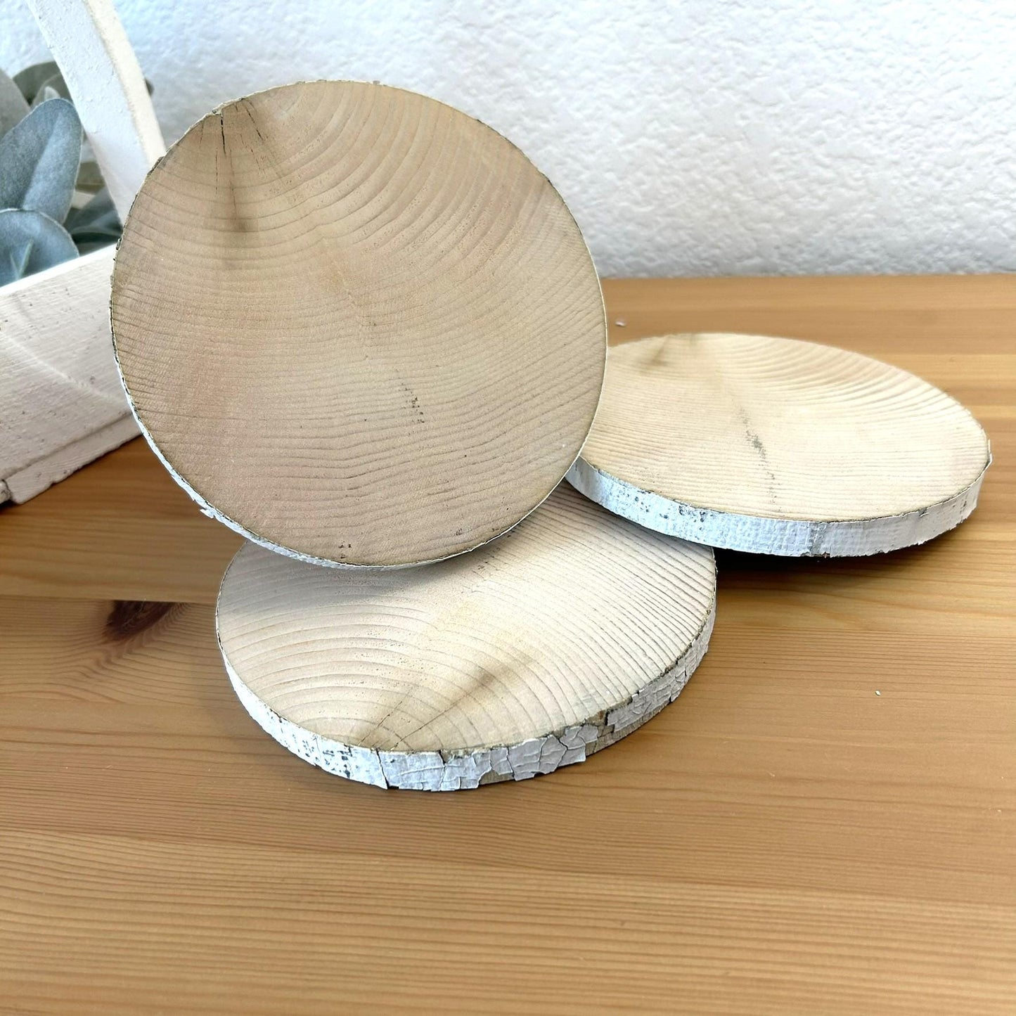 3 White Birch Slices, 5.5"x 1/2", Wood Burning, Multimedia Painting Surface, Large Coasters, Wood Rounds, Birch Discs