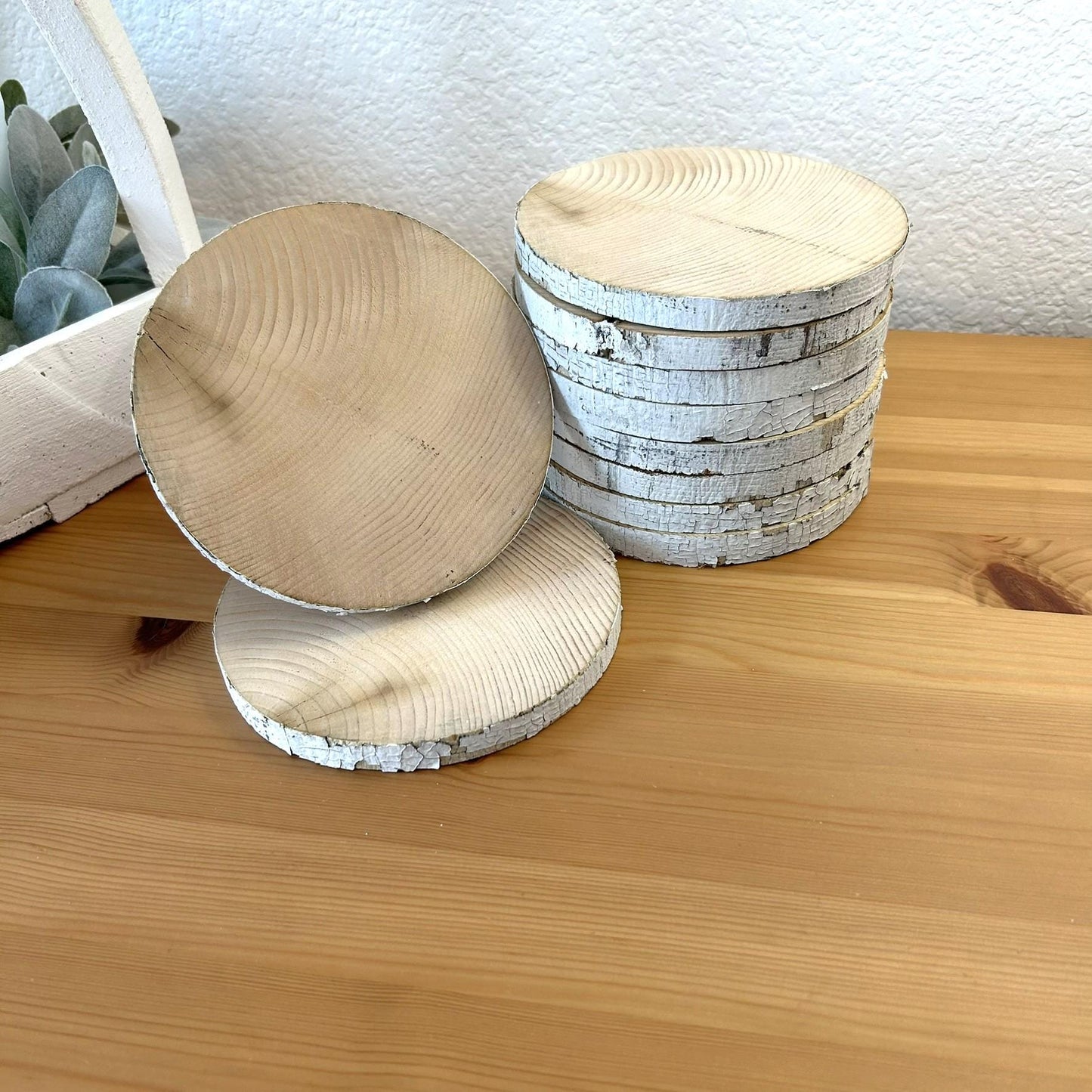10 White Birch Slices, 5.5"x 1/2", Wood Burning, Multimedia Painting Surface, Large Coasters, Wood Rounds, Birch Discs