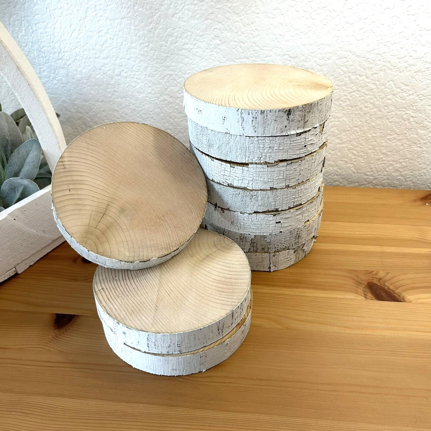 10 White Birch Slices, 5.5"x 1", Wood Burning, Multimedia Painting Surface, Large Coasters, Wood Rounds, Birch Discs